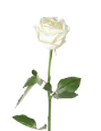 Betty V. (Troutman) Todd Obituary