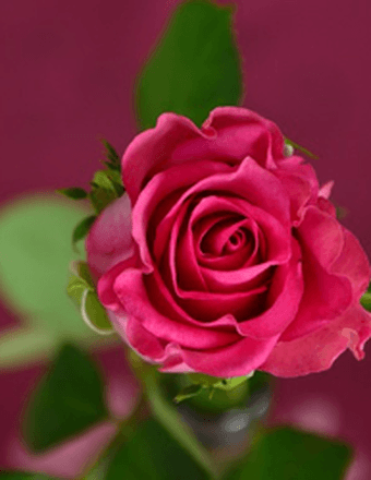 Mary Jane Cunningham Obituary