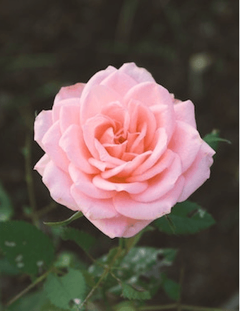 Diane Wolfgang Obituary