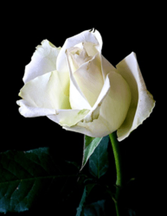 Kimberly Leedom Obituary
