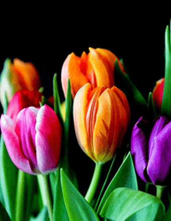 Elizabeth Miller Obituary